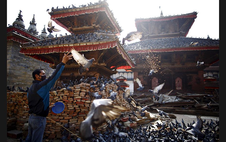 A man feeds pigeons near the debris of a collapsed temple on May 14, 2015, after a massive earthquak