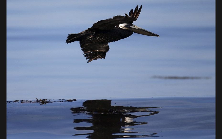 A bird covered in oil flies over an oil slick along the coast of Refugio State Beach in Goleta, Cali