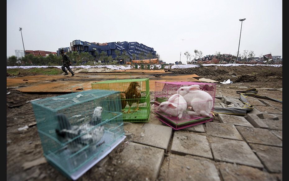 A soldier runs behind animals in cages near the site of blasts in Binhai new district in Tianjin, Ch