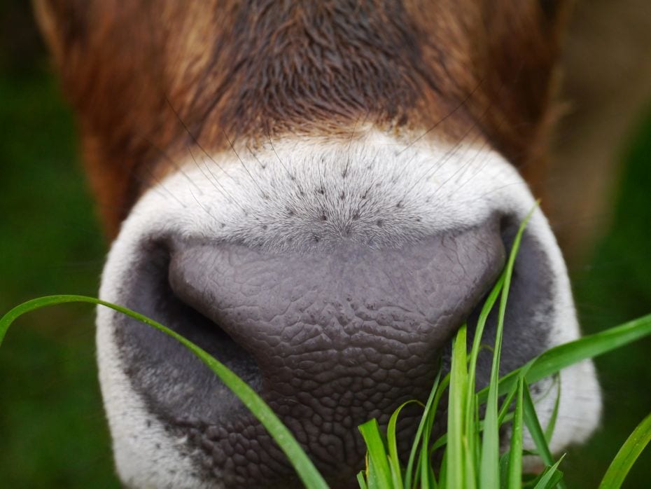 Name of photo: MuuuhDescription: This picture came about on a beautiful hike in the Alps. Feeding th