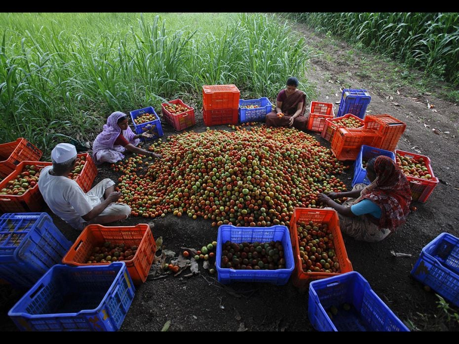 About 40 percent of India’s fresh fruits and vegetables perish each year before they reaches c