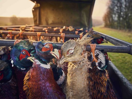 Name of photo: Pheasants at SunsetDescription: After the shoot, the pheasants are hung and returned 