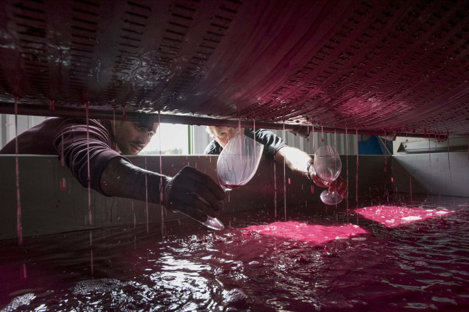 Name of photo: Crush at Cristom VineyardsDescription: Pressing pinot noir during the 2016 harvest at