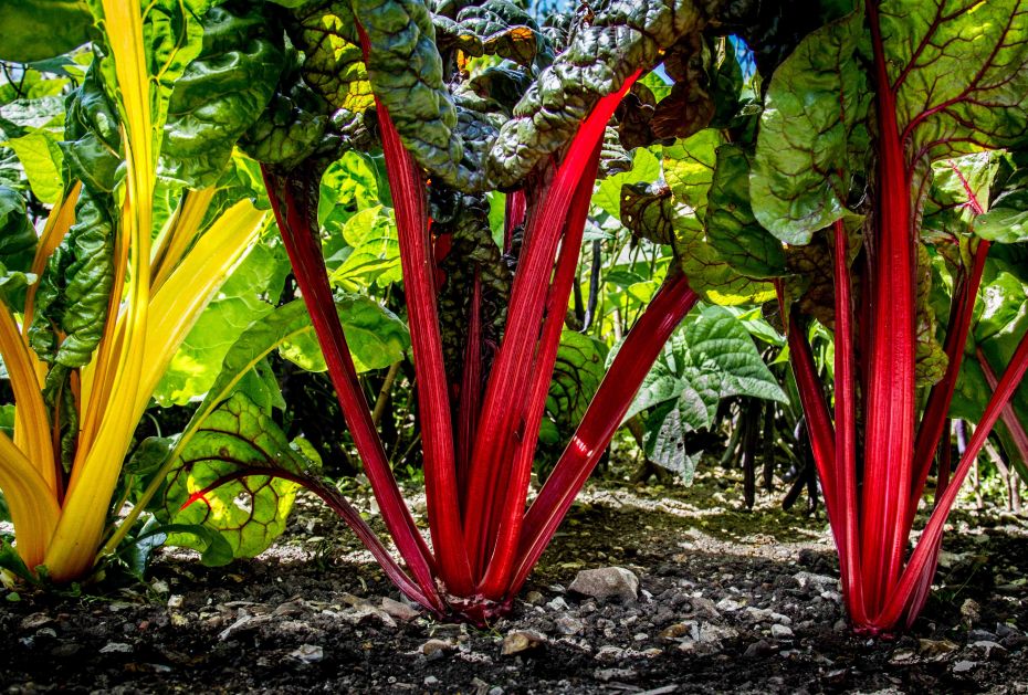 Name of photo: Swiss Chard ForestDescription: ‘Getting down on the job’ has taken on a w