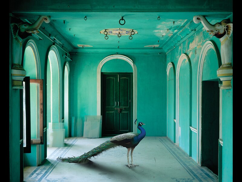 Karen Knorr captures the animal kingdom across India's iconic sites