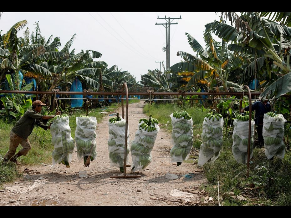 Villagers in northern Laos recall the arrival of Chinese investors a few years ago. The investors of