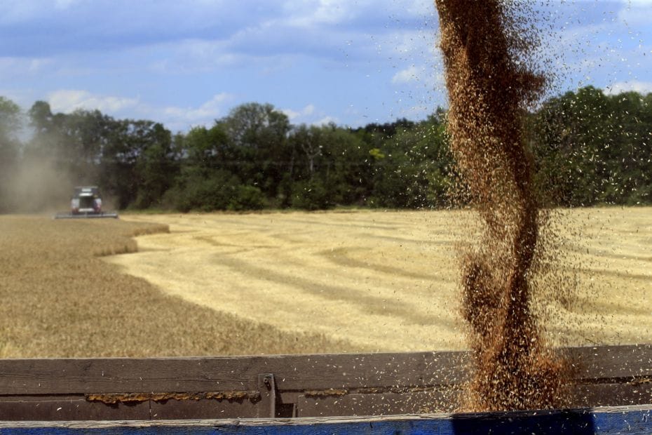 A combine, taken with a drone, harvests wheat in a field of the "Zemlyaki" farm in Krasnoy