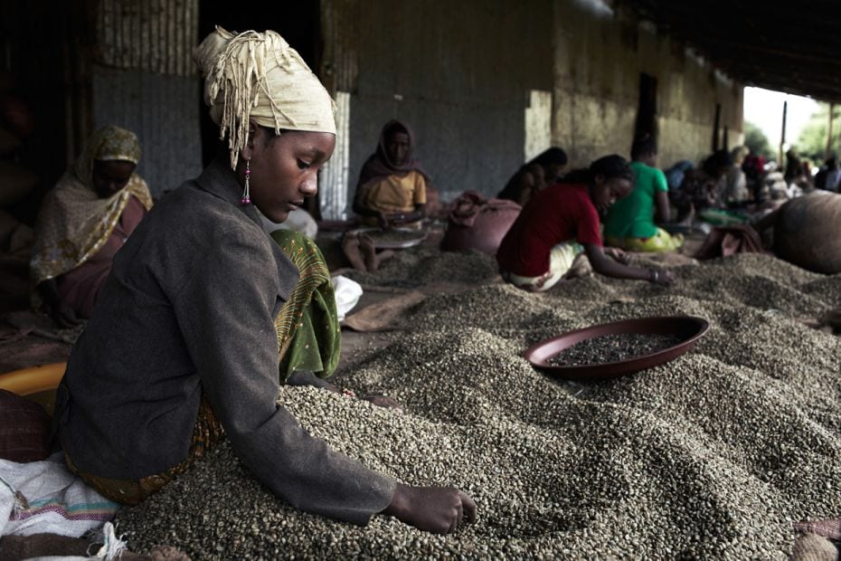 A young woman sorts coffee beans at the Kaffa Forest Farmers Cooperative Union outside Bonga, Ethiop