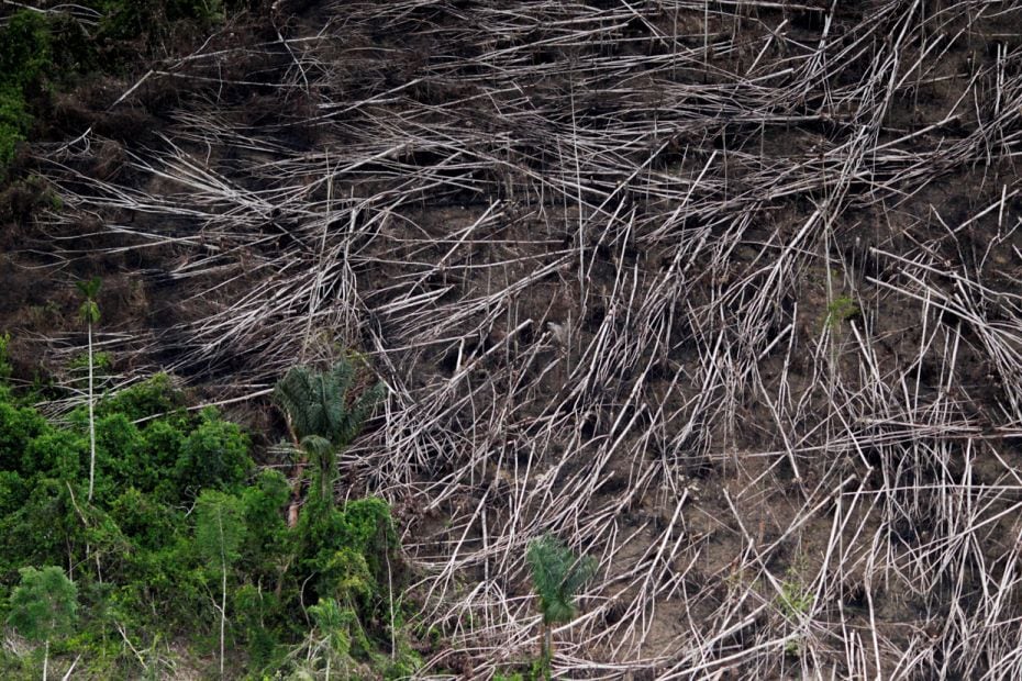 The world lost tree cover of 2,94,000 sq km, the size of Italy in 2017 as forests were cleared using