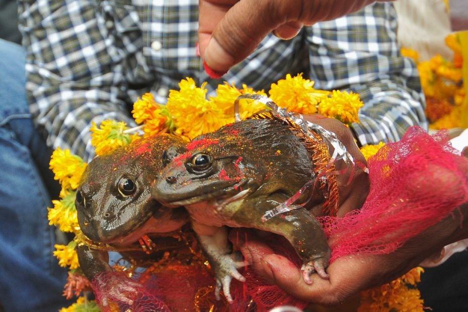 People solemnise a frog marriage in Nagpur, India, as a ritual plea to gods to bring rain. The Vidha