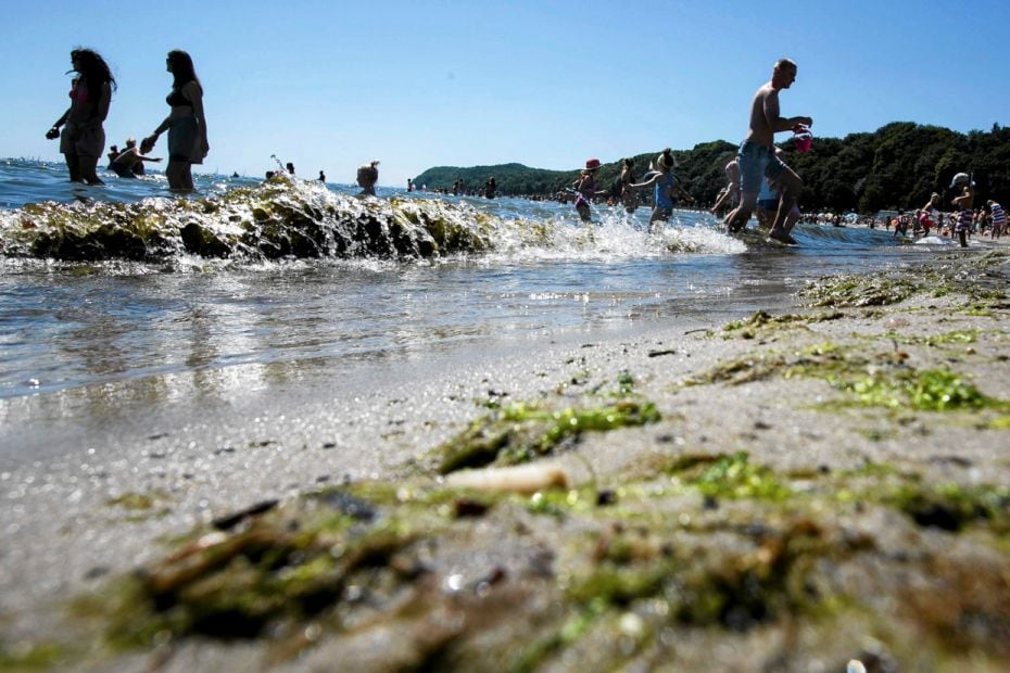 Long hours of sunlight and high water temperatures have created perfect conditions for toxic algae, 