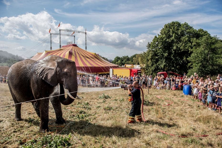 Elephants of Cirkus Arena are being hosed down by local firefighters during a hot summer day in Gill