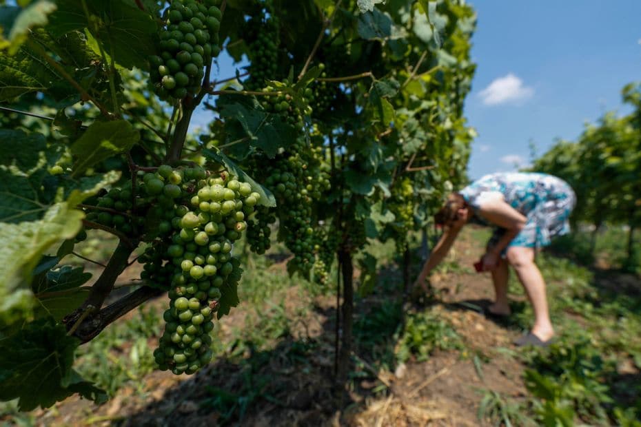 Belgian winemaker Annie Hautier works among vines at the Domaine du Chapitre in Baulers, Belgium. A 