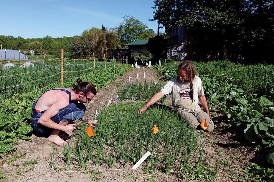 A new way of lifeAugie Fairchild and River Oneida weed onions in a garden at the 450-acre Twin Oaks 