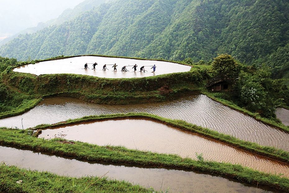 Agrarian woes Ethnic Miao villagers take part in a ploughing competition in the field to greet &lsqu