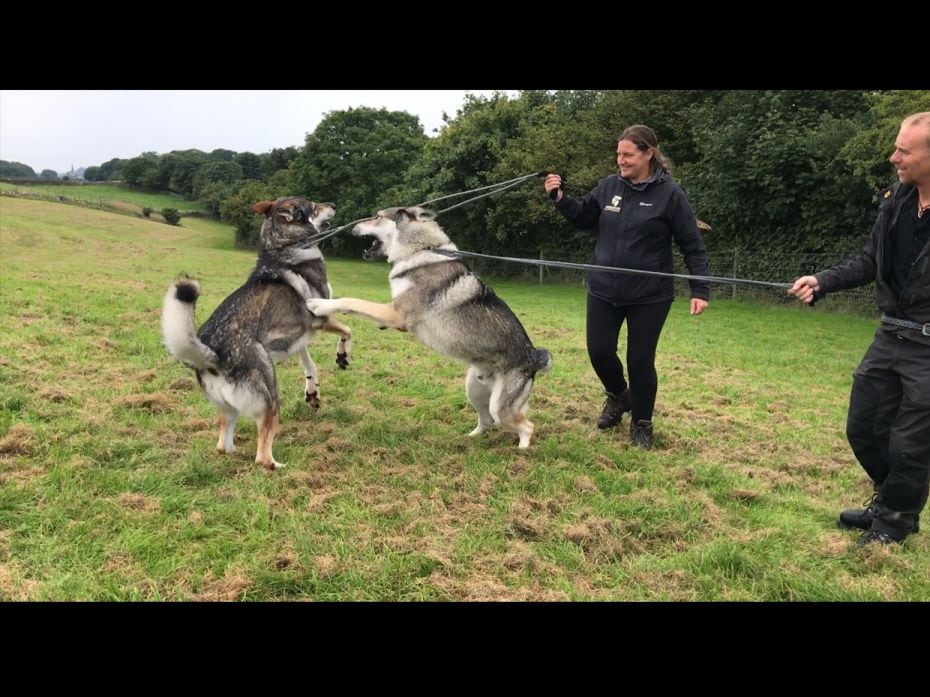 Walk with wolves - In Ayside, on a private 5 acre site, one can walk with these majestic hybrid wolv