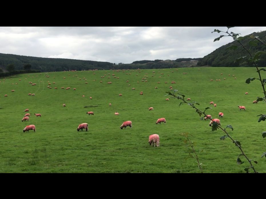 Sheep grazing in the luscious green meadows of Cumbria                        