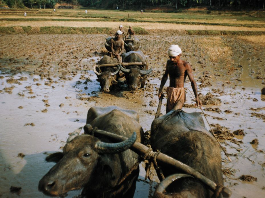 1960s
THEN: With the onset of the Green Revolution, farmers began to grow high-yielding varieties o