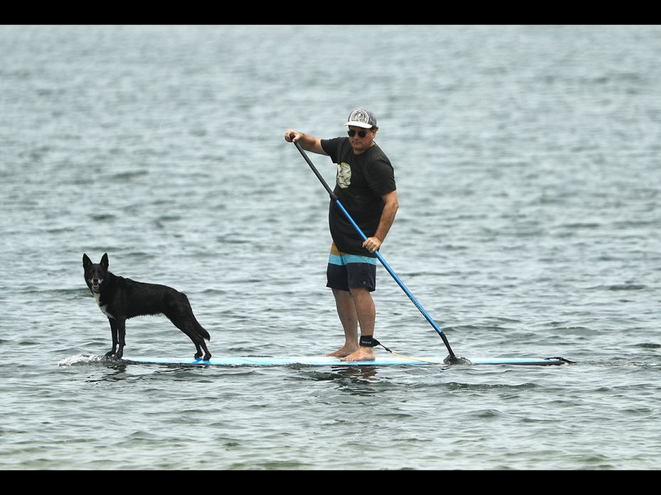 Melbourne, Australia: A man paddle-boards with his dog at St Kilda Beach on January 15, 2019 in Melb