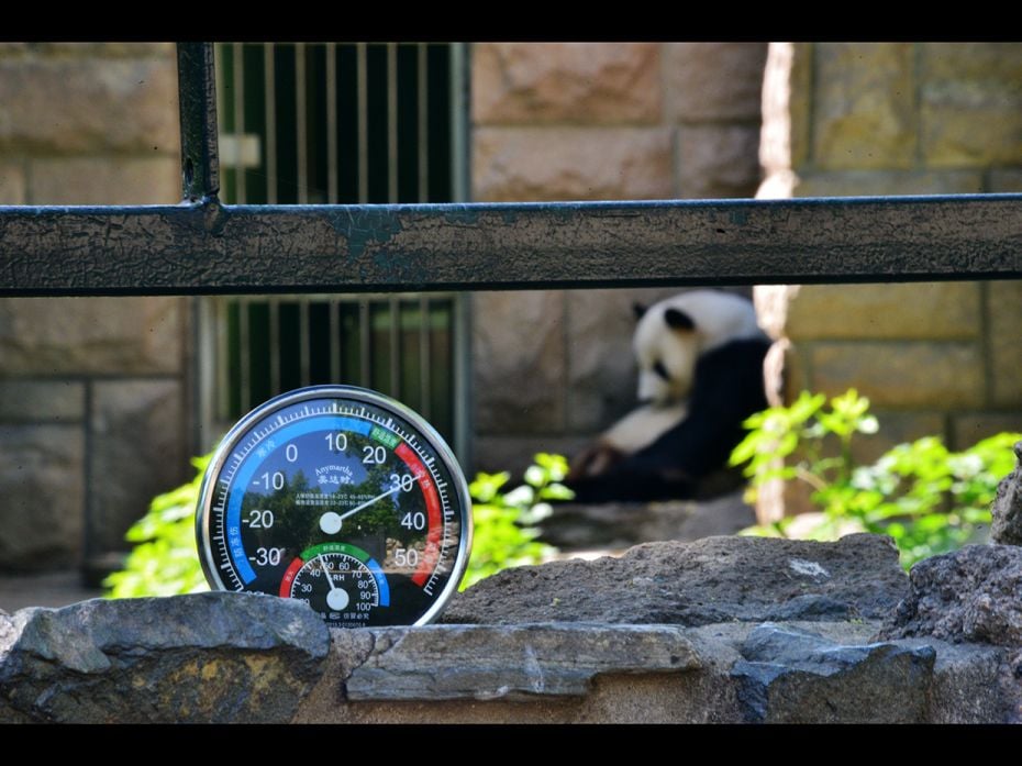 Beijing, China: A temperature indicator is seen as a giant panda sits in the shade at Beijing Zoo on