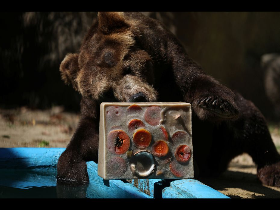 Rio de Janeiro, Brazil: A bear eats an ice cream made of fruits to beat the summer heat at the Rio d