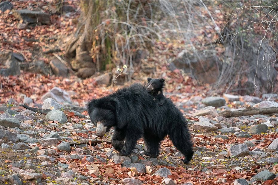 A female sloth bear carries her solo cub in Zone 2 of Ranthambore National Park. Sloth bears are the