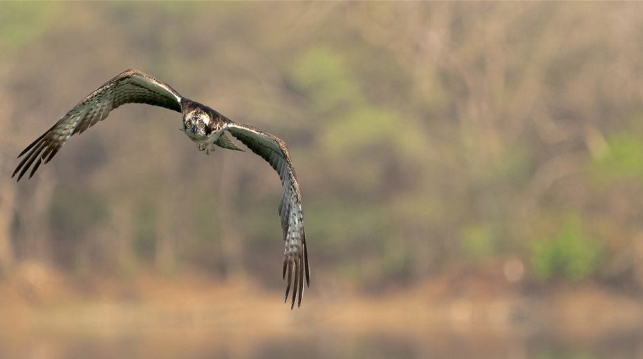 An osprey in flight over Padam Talao, Ranthambore National Park. Ospreys mainly feed on fish and are