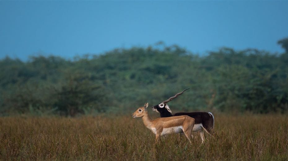 A pair of blackbucks photographed on the outskirts of Ahmedabad. The coat of males shows two-tone co