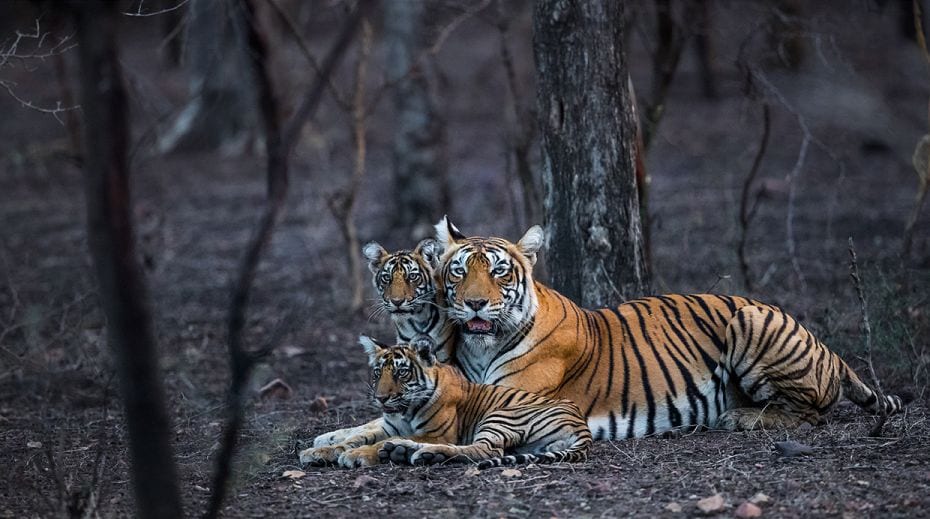 A family portrait of a dominant female of Zone 6 and her two male cubs, Ranthambore National Park. F