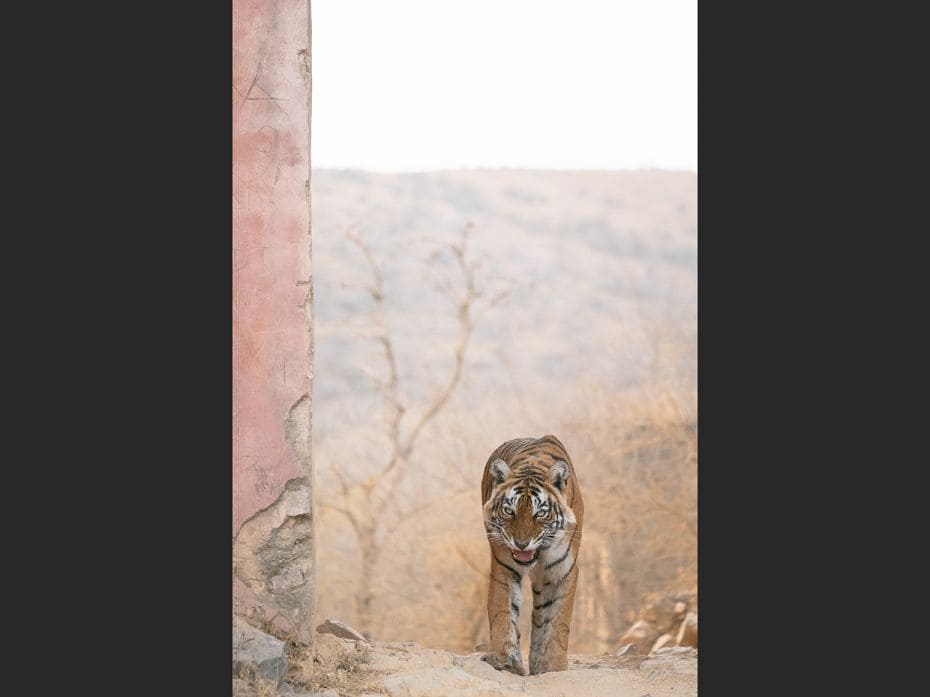 A snarling female tiger walks underneath an ancient gate in Ranthambore National Park. You can hear 