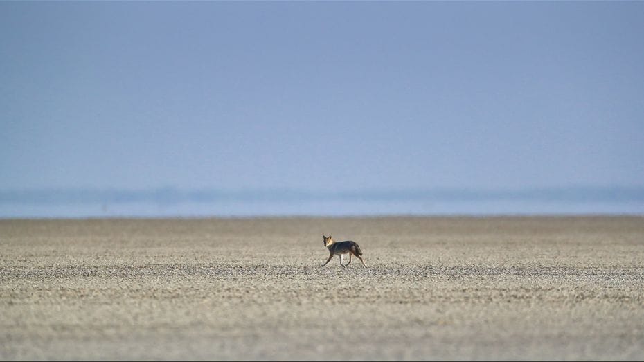 A golden jackal runs across the Little Rann of Kutch. The golden jackal is more closely related to t