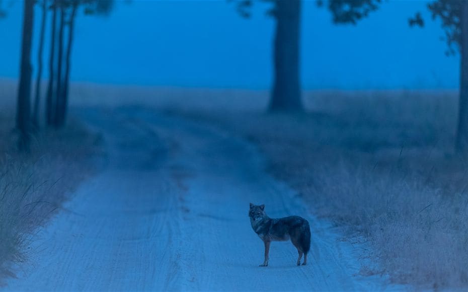 A jackal photographed on a very cold winter morning in one of the Bandhavgarh meadows. Jackals are e