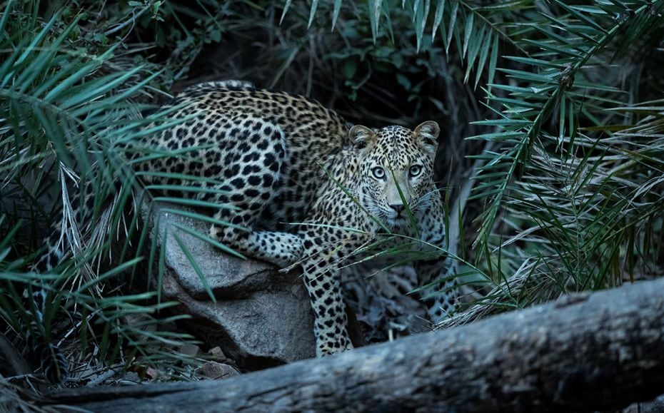 A shy leopard photographed outside Ranthambore National Park at sunset. The Indian leopard is one of