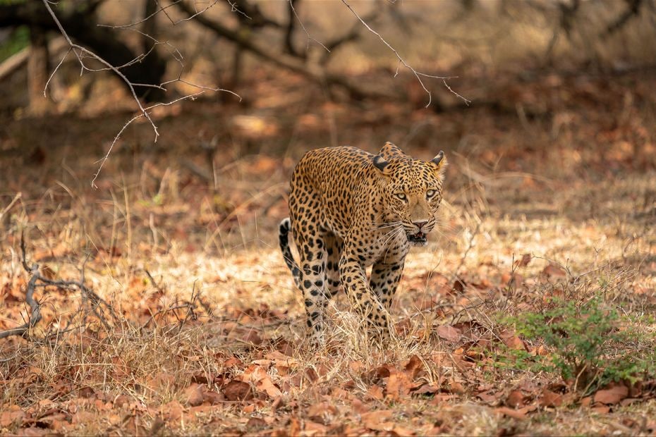 An old male leopard after a confrontation with a rival. Leopards are territorial and males often con