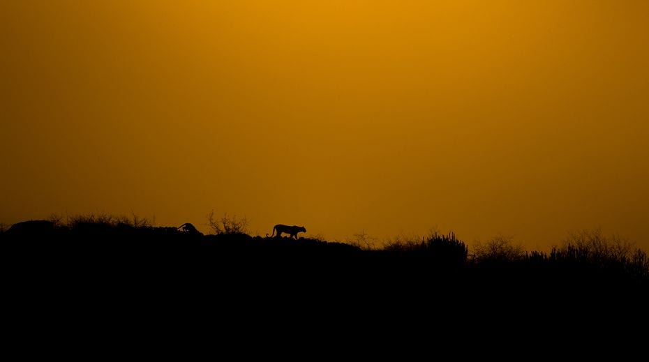 A leopard and cub photographed along the Lala Kund ridge in Jhalana, Jaipur. In 2015, 7,910 leopards