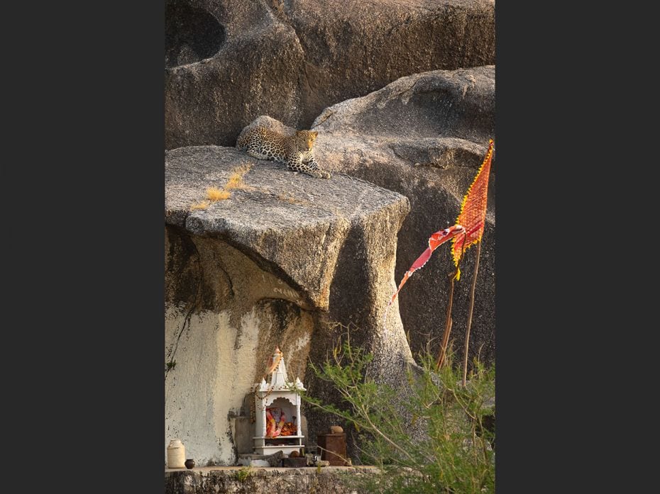 A young male leopard emerges from his cave situated behind a small shrine in Bera. Leopards and huma