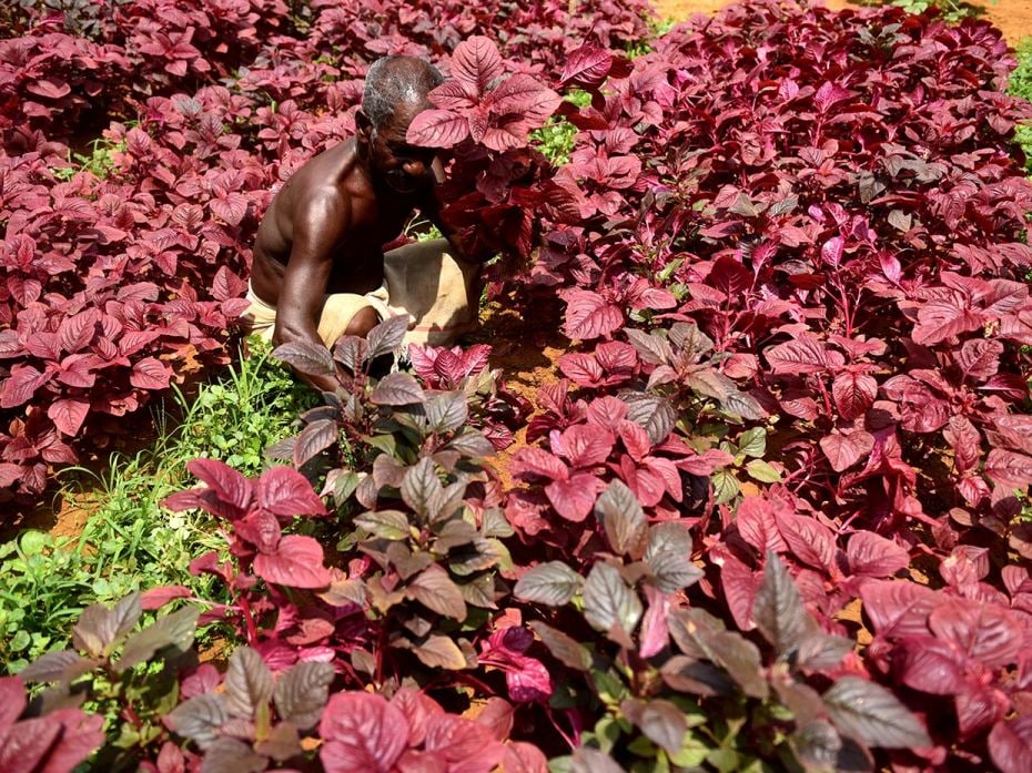 Organic vegetables are maintained and cultivated inside the jail premises by the inmates