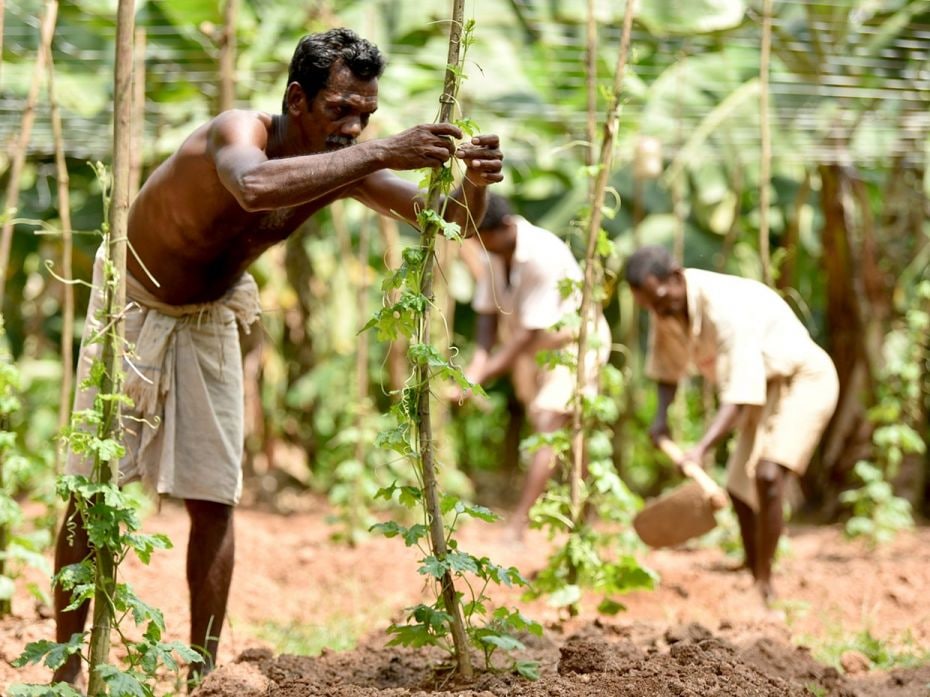 The organic farms at the jails cumulatively produce 300 kg of vegetables every day