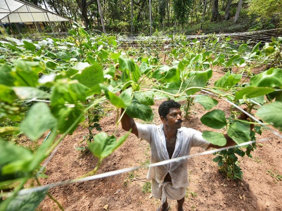 The surplus vegetables are sold at prison canteen counters at a discounted rate