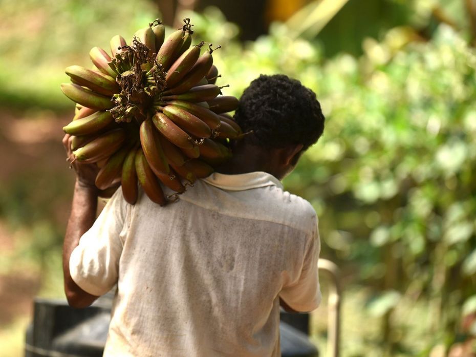 Some of the vegetables grown include red bananas. rich in beta carotene and vitamin C, harvested in 