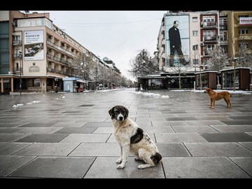 PHOTOS: The Covid-19 human lockdown, from an animal perspective