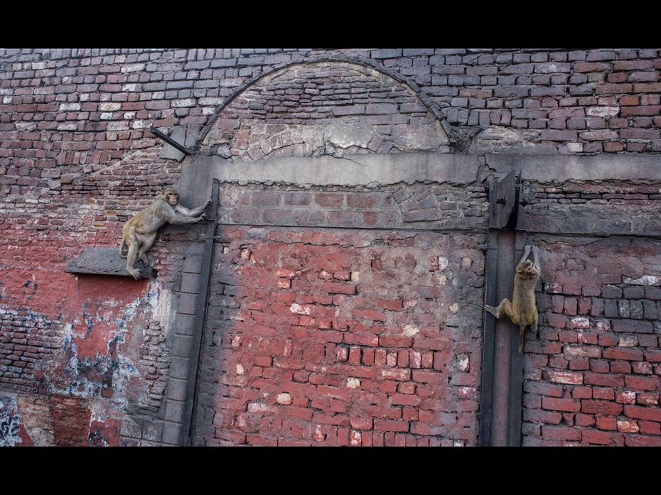 Monkeys sat on roads and climbed walls in a residential area outside Taj Mahal on February 23, 2020 