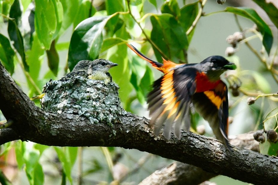 
A male grey-chinned minivet flies past its chicks in Wulai District, New Taipei City. April 19, 20