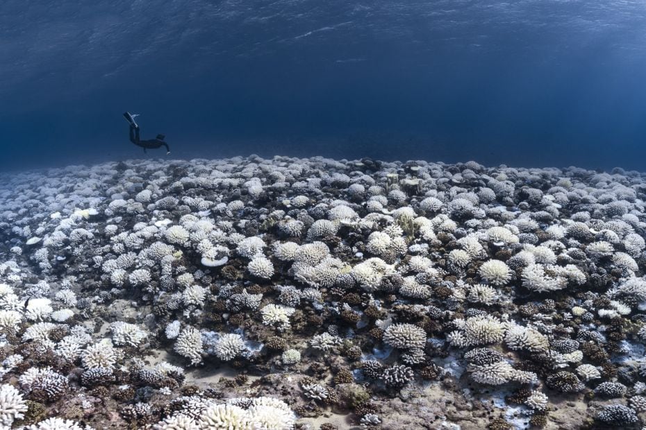 
Major bleaching on the coral reefs of the Society Islands, French Polynesia. May 09, 2019
The wor