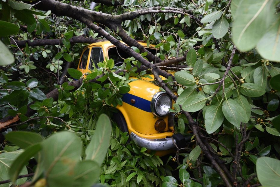 
A taxi under an uprooted tree in the aftermath of Cyclone Amphan, Kolkata, India. M