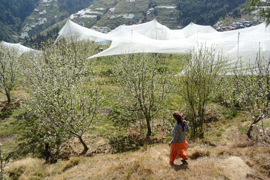 
Blooming apple trees with anti-hail nets in Shimla, India. April 16, 2018
Climate change has caus