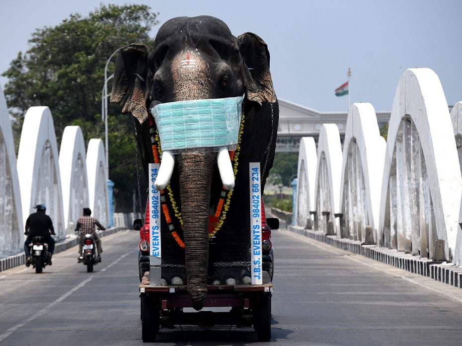 CHENNAI: An elephant sculpture wears a facemask car to bring awareness during a one-day Janata (civi