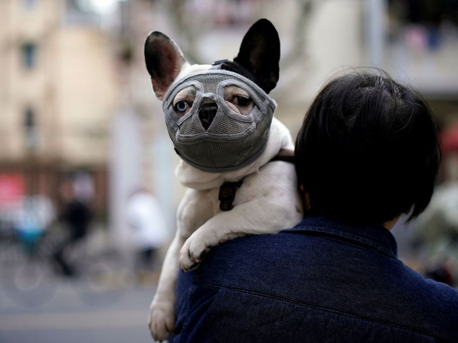 A dog      wearing a mask is seen on a street following an outbreak of  the novel      coronavirus d