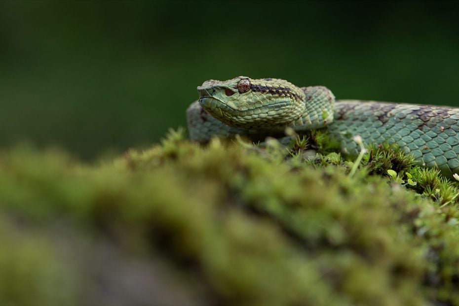 Species: Malabar Pit Viper
Location: Agumbe, Karnataka
A portait of a Malabar Pit viper from Agumb