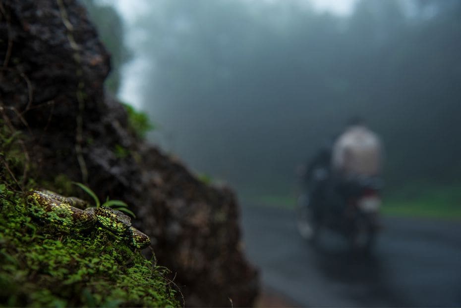 Species: Malabar Pit Viper
Location: Amboli, Maharashtra
Amboli is bustling with snake activity in